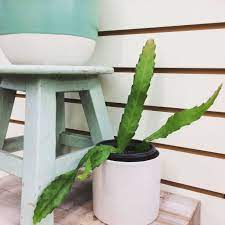 How to repot an orchid. Epiphyllum Golden Orchid Cactus The Plant Farm