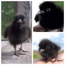 Baby Crow Detective Work