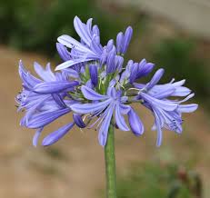 Image result for Agapanthus africanus