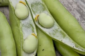 Image result for Vicia faba