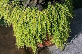 Image result for Lysimachia
