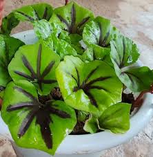 Image result for Nervilia