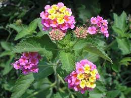 Texas Lantana Verbena Lantana Plant Lantana Trees To Plant
