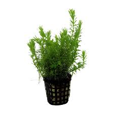 Image result for Rotala gossweileri