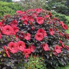 Image result for Hibiscus mechowii