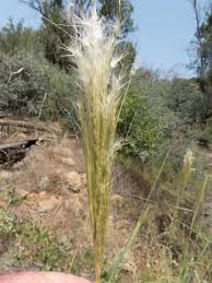 Image result for Eragrostis barbinodis