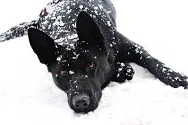German shepherd · houston, tx. What Temperatures Can German Shepherds Tolerate The German Shepherder
