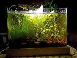 Ha bisogno di vivere in un acquario di minimo 40 litri in quanto ama muoversi in piena libertà. Pesci Tropicali D Acqua Dolce Per Acquari Di 30 Litri Colture Acquatiche