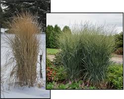 Image result for Panicum pole-evansii