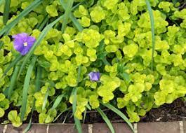 Golden creeping jenny as a groundcover in a shady area. Golden Creeping Jenny Lysimachia Nummularia Aurea Wisconsin Horticulture