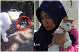 Viral video kucing lawan 3 ular kobra yang hendak masuk rumah di mojokerto. Berkat Kucing Peliharaannya Satu Keluarga Selamat Dari Teror Ular Kobra Yang Menyerang Hingga 3 Kali Berturut Turut