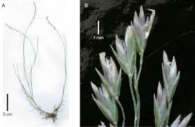 Image result for Poa schimperiana