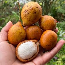 When you're ready to buy, the garden watchdog will help you find a vendor, with categories for small fruits, hardy fruit and nut trees, as well as tropical or citrus trees. Achacha Information And Facts