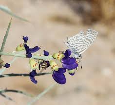 Image result for Pycnostachys pseudospeciosa