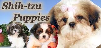Shih Tzu Puppies For Sale In Illinois Near Chicago In 2020 Shih Tzu Puppy Shitzu Puppies Puppies For Sale