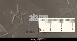 Image result for Eschenbachia