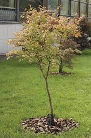Maybe you would like to learn more about one of these? Japanese Maple Tree Facts Lifespan Of Japanese Maple Trees