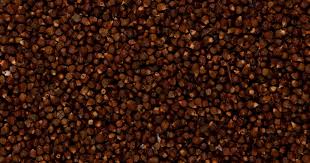 Image result for Aframomum mala