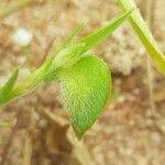 Image result for Commelina nigritana