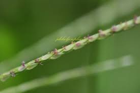 Image result for Digitaria bidactyla