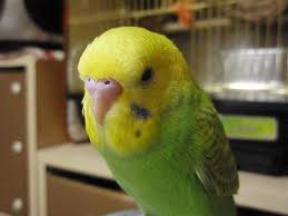 鳥の迷子センター 迷子no 359 セキセイインコ 千葉県