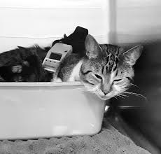 Discover recipes, home ideas, style inspiration and other ideas to try. The Antinociceptive Effects Of Intravenous Administration Of Three Doses Of Butorphanol Tartrate Or Naloxone Hydrochloride Following Hydromorphone Hydrochloride To Healthy Conscious Cats Veterinary Anaesthesia And Analgesia