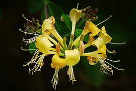 It grows at a fast rate, and under ideal conditions can be expected to live for approximately 25 years. Hd Wallpaper Japanese Honeysuckle Lonicera Halliana That Fragrant Creeper Wallpaper Flare