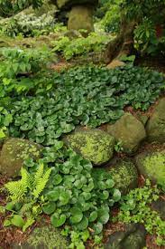 Gingers That Every Gardener Should Grow Fine Gardening Ground Cover Plants Shade Perennials Wild Ginger Plant