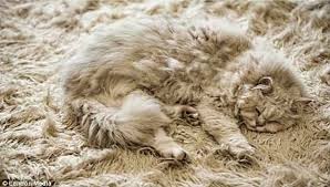 Halıdaki kahve lekesi nasıl çıkar? Dogal Urunlerle Evde Yapabileceginiz 10 Temizlik Malzemesi Onedio Com