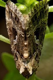 「イラクサギンウワバ」の画像検索結果