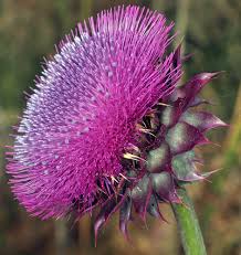 Image result for Carduus