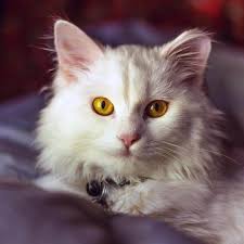 This is santa paws cat 1080x1080 by support adoption for pets on vimeo, the home for high quality videos and the people who love them. Beautiful Cat Wallpapers Domestic Long Haired Cat 1080x1080 Wallpaper Teahub Io