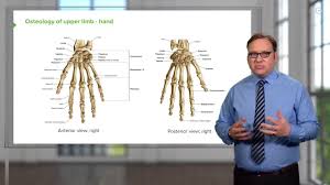 Only basic understanding of javascript and jquery is enough to take this course. The Back Teachmeanatomy