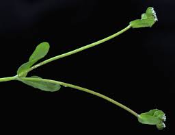 Image result for Valerianaceae