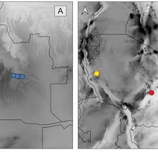 Image result for Acalypha welwitschiana