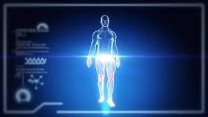 Male anatomy diagram full body. Human Full Body Male Anatomy Stock Footage Video 100 Royalty Free 17239987 Shutterstock
