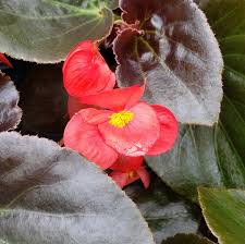 Image result for begonia semperflorens