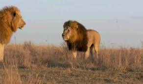 The Animal Kingdom Photo Lions Of Africa Lion Africa Animals Lion Pictures