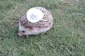 Our Hedgehog Brillo Dressed Up As A Cowboy Hedgehog Cowboy Hat Halloween Outfit Costume Tiny Tiernas