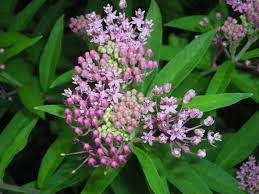Perennial flowers native to virginia. Perennials Master Gardeners Of Northern Virginia
