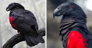 Can be seen in 2 countries. Apparently Dracula Parrots Are A Thing And They Might Be The Most Gothic Birds On Earth Bored Panda