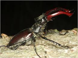 We did not find results for: Lucanus Cervus Species Portrait Of The Stag Beetle Kerbtier De