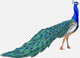 Große auswahl an the peacock s feather preis. Blue White And Green Peacock Illustration Bird Drawing Mandarin Duck Illustration Peacock Animals Peacock Feather Peafowl Png Pngwing