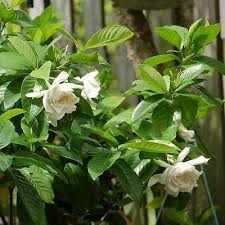 50 Gardenia Cape Jasmine Bush Seeds Under The Sun Seeds Growing Roses Jasmine Bush Gardenia