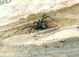 spiders of new zealand wikipedia