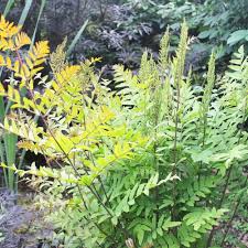 Image result for Osmunda regalis