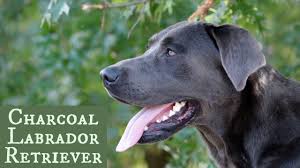 You can use these as an activity f. Charcoal Lab Puppies United States Charcoal Labradors