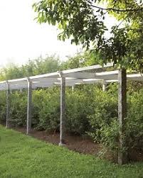 Bird Netting For Blueberries Lowes Martha S Berry Garden Berry Garden Blueberry Gardening Blueberry Bushes