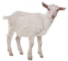 A Goat Isolated On A White Background Sponsored Sponsored Paid Goat White Background Isolated Goats White Background Animals