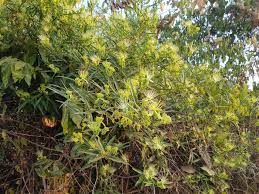 Image result for Maerua juncea